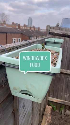 Vertical Strawberry Gardening Tips for Beginners