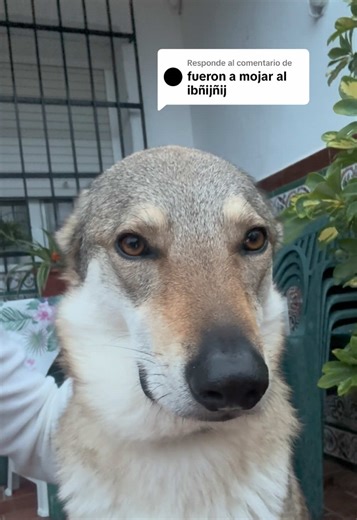 Respuesta a @️nat_abx POV: Intentas que el Ibñijñij baile pero hoy no es su día. #viral #fyp #meme #parati #twinswolves