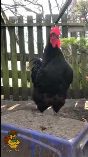 Banty Rooster Crows 🐓 2 Roosters Join In & 3 Roosters Laugh #rooster #laughingrooster #crowing