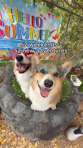 6.6K views · 212 reactions | Want fun, safe, off-leash play time for...