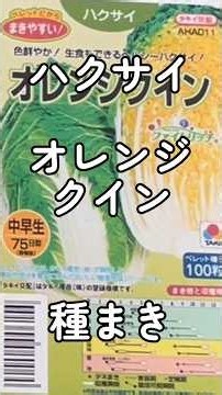 ハクサイ「オレンジクイン」種まき 9/16 #つぼりんfarmers #家庭菜園初心者
