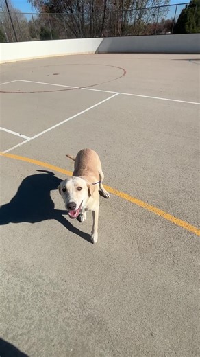 Gigi practicing some of her commands out at the park today! | The Dog Wizard | Facebook