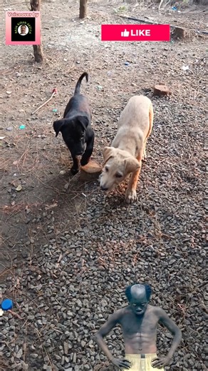 ఓరి నీ ఏసాలు...! | FUNNY ANIMAL VOICEOVERS BY RAJAKIRAN AKELLA| #animalcomedy #funnyvoiceovers