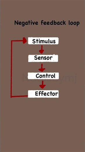 Negative Feedback Loop Explained (Diagram) | Homeostasis Biology Short
