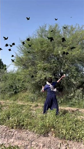 Dangerous crows hunting 🐦‍⬛😱amazing hunting #huntingwear #huntwise #hunters #huntingpassion