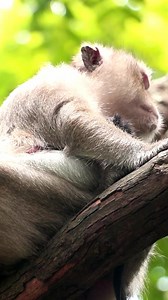 Big Eyes: Baby monkeys often have large, expressive eyes that make them look innocent and endearing.#monkey #arcticmonkeys #monkeys #monkeydluffy #chunkymonkey #cheekymonkey #monkeybusiness #mymonkey #littlemonkey #monkeyface #monkeyforest #sockmonkey #monkeyseemonkeydo #articmonkeys #theyellowmonkey #yearofthemonkey #monkeybars #monkeyingaround #greasemonkey #monkeybeach #babymonkey #monkeylove #mylittlemonkey #gasmonkey #gasmonkeygarage #monkeyisland #monkeyboy | Sokyaa Reign