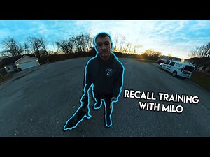 Training a German Shorthaired Pointer (Week 2 - Recall Training)