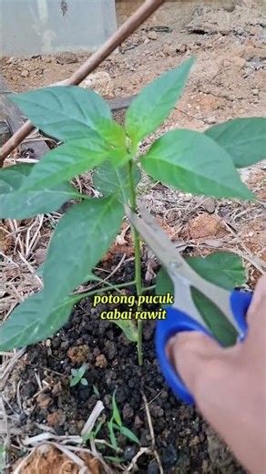 perbandingan yang potong pucuk dan tidak