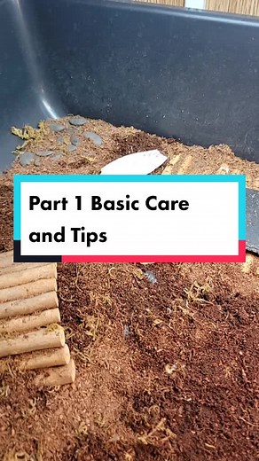 Hermann's Tortoise Care: Tips for Beginners