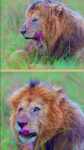 Kings of Africa | The Mighty Lions of the Savannah