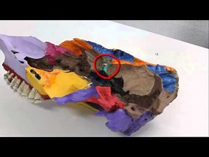 ANATOMIA CABEZA DE BOVINO