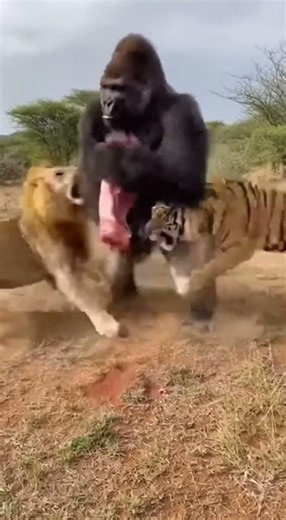 This Shouldn't Be Possible Tiger Lion Gorilla Coexist #wildlife #unbelievable #shorts