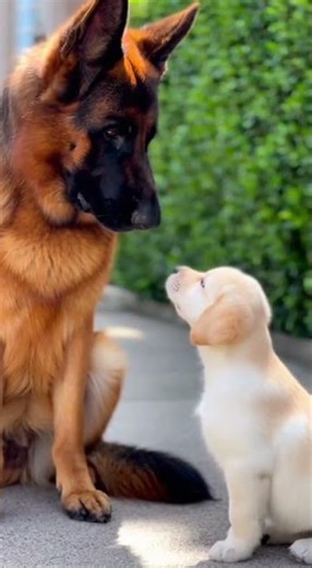 Awkward first encounter when words fail #funny #awkwardmoments #reallife