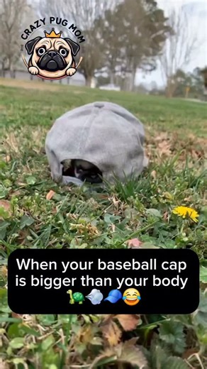 39K views · 24 reactions | This baby pug’s running around the yard like he’s training for the Turtle Olympics!  Vote below   = Team Turtle  = Team Pug #pugsofinstagram #CrazyPugMom #pugs Pug #PugReel #DogReel #FunnyPugs #PugLove #PugLife | Crazypugmom | Facebook