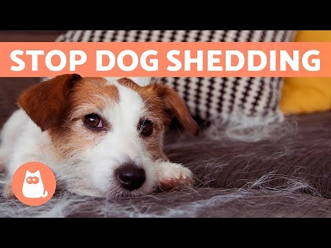 How to STOP a DOG SHEDDING Excessively 🐶 (5 Tips to Reduce Dog Shedding)