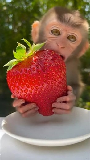 46K views · 1.2K reactions | Young Monkey Tries a GIANT Strawberry for the First Time | Monkey Mean Mean | Facebook