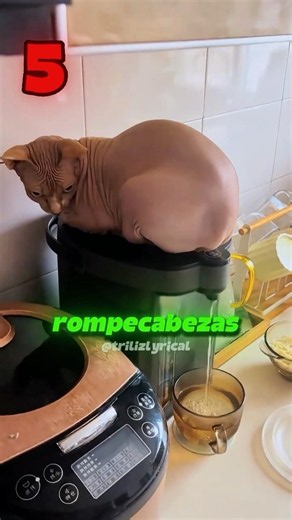 6 cosas que son imposibles de hacer cuando tienes un gato!😲