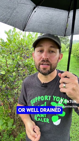 Tips for Successful Blueberry Growing at Home