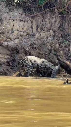 Leopard hunts Crocodile #wildlife #animals #viral #youtubeshorts #leopard #crocodile