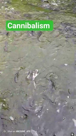 catfish cannibalism #trendingshorts #fishing #viralvideo #fish #youtubeshorts #viral #viralshorts