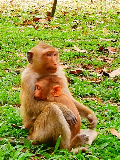 Funny big Rainbow can't run away spoil Lynx hug her tightly he feel scared #beautiful #monkeydluffy #monkeycute #babymonkey #monkeyface #lovely #monkey #cute #animals #animalsbaby #poormonkey #monkeycry #funny #funnyvideo #cuteanimals | Monkey TV7