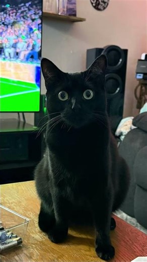 Penny da floof. You won’t meet a sweeter catto🐈‍⬛🐱 #dabbedoutdiscussions #cat #meow