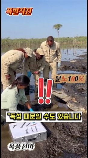 300kg 악어가 한방에 폭발한 이유