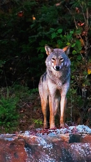 Algonquin & Beyond on Instagram: "NEW VIDEO 🎥 “I Saw 6 Wolves in 2 Days in Algonquin Park” watch the full video (21min) at youtube.com/algonquinbeyond *link in bio*"