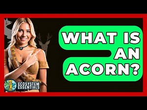 What Is An Acorn? - Ecosystem Essentials