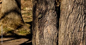 Golden and Ruby crowned Kinglets. In the spring, woodpeckers make holes in a tree from which sweet sap flows. Other birds also fly to these places, drinking this sweet sap.