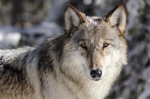 Idaho Fish and Game to reimburse hunters for wolf kills