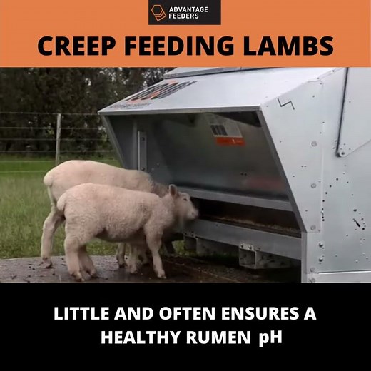 Using the Advantage Feeder to creep feeding lambs