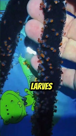 Birth in sight: how are baby crayfish born? 🦞👶