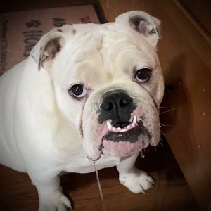 22K views · 8.4K reactions | Happy 6th birthday Zane! | Augie Doggy’s Place | Facebook