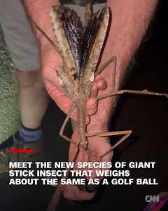 In a remote rainforest in Australia, home to deadly snakes, spiders and creepy-crawlies, scientists have discovered a new species of stick insect they believe is the heaviest ever found in the country. https://cnn.it/4o769JY | CNN International