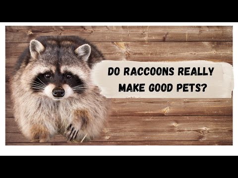 "Do Raccoons Make Good Pets? Things You Must Know Before You Decide!"