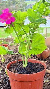 Boost your plants naturally with this DIY calcium solution made from eggshells and lemon juice! This homemade fertilizer is perfect for improving flowering and preventing calcium deficiencies. Simple, effective, and 100% natural. #GardeningTips #OrganicGardening #PlantCare #HomeGarden #DIYGarden #EggshellFertilizer #SustainableLiving #CalciumForPlants #GardenHacks #UrbanGardening #GrowYourOwn #GardeningUK #GardeningUSA | Let’s Gardening | Facebook