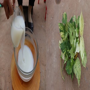 70K views · 2.1K reactions | Easy steps to make fertilizer from raw milk with lemon. | Dana Plants | Facebook