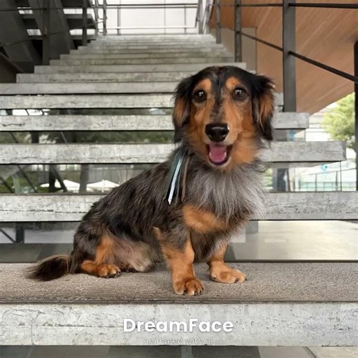 GOLDFINGER'99✨ 郷ひろみ🎶 #紅白 #紅白歌合戦 #歌う犬 #ダックスフンド #かっこいい