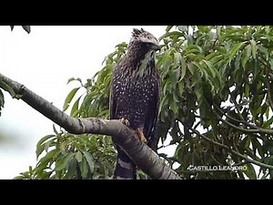 Aguila Crestuda Negra (Spizaetus tyrannus tyrannus) Misiones