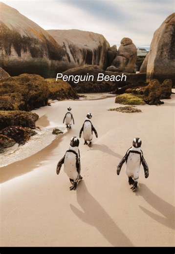 Penguin Beach... Penguin Beach typically refers to Boulders Beach in Simon's Town, South Africa. World-famous for its land-based colony of endangered African penguins. Located approximately 45 minutes south of Cape Town, this beach is part of the Table Mountain National Park. Over 2000 African penguins call it home. #penguin #struisbaai #spookdraai #capetown #southafricatiktok🇿🇦