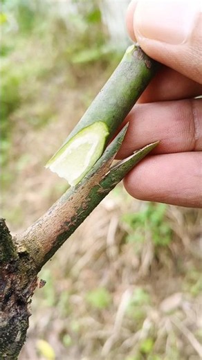 V grafting technique mango plants