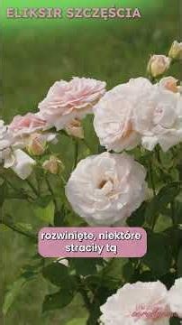 Two Brilliant Varieties from Łukasz Rojewski - Pachnidło and Eliksir Szczęścia