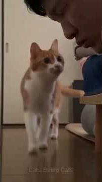 When cats do the unexpected 😹 #funnycats #petvideos #shorts
