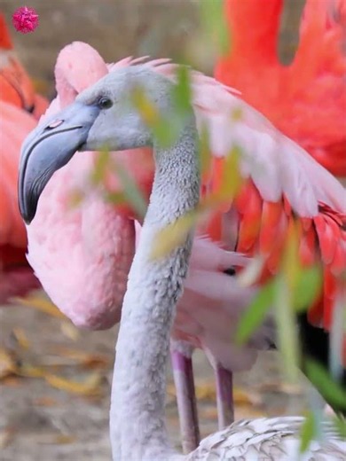Nature Animals Video _ OLED HDR Demo _ Dolby Vision Ultra HD TV #birds #nature #lifeisbutadream