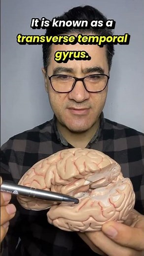 Inside The Brain: How Your Ear & Mind Detect Sound