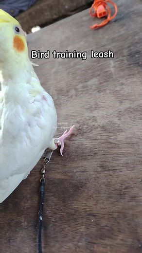 Outdoor Bird Training: Bird Leash, Netting, and Accessories