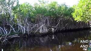 16K views · 27 reactions | We’re working with Conservation International to protect and restore the world’s mangrove forests, often called the nurseries of the sea because of all the baby animals born and raised there. | 4ocean | Facebook