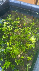 21K views · 365 reactions | Koi guppies sa outdoor planted tank setup.殺 #fyp #reelschallenge #aquaticplants #aquascape #koiguppy #guppy #guppyfish | GuppyKoi | Facebook