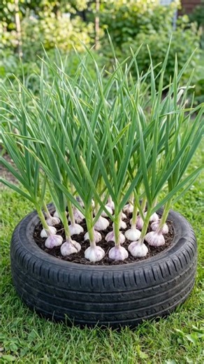 Today Growing Garlic at home simple method #shorts #viral